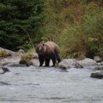 A grizzly bear standing in a river during daylight surrounded by rocks and with trees in the background