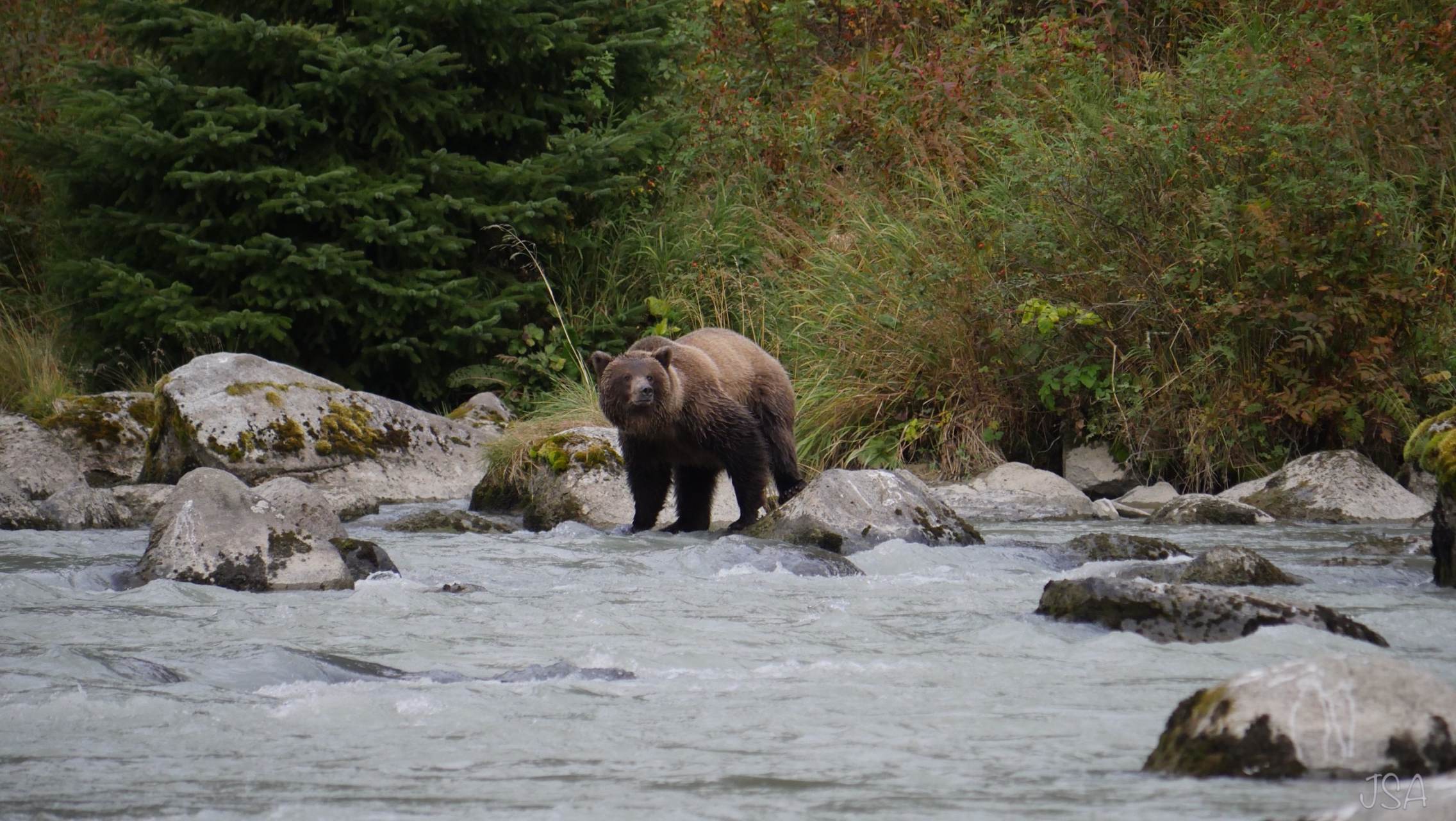 A grizzly bear standing in a river during daylight surrounded by rocks and with trees in the background