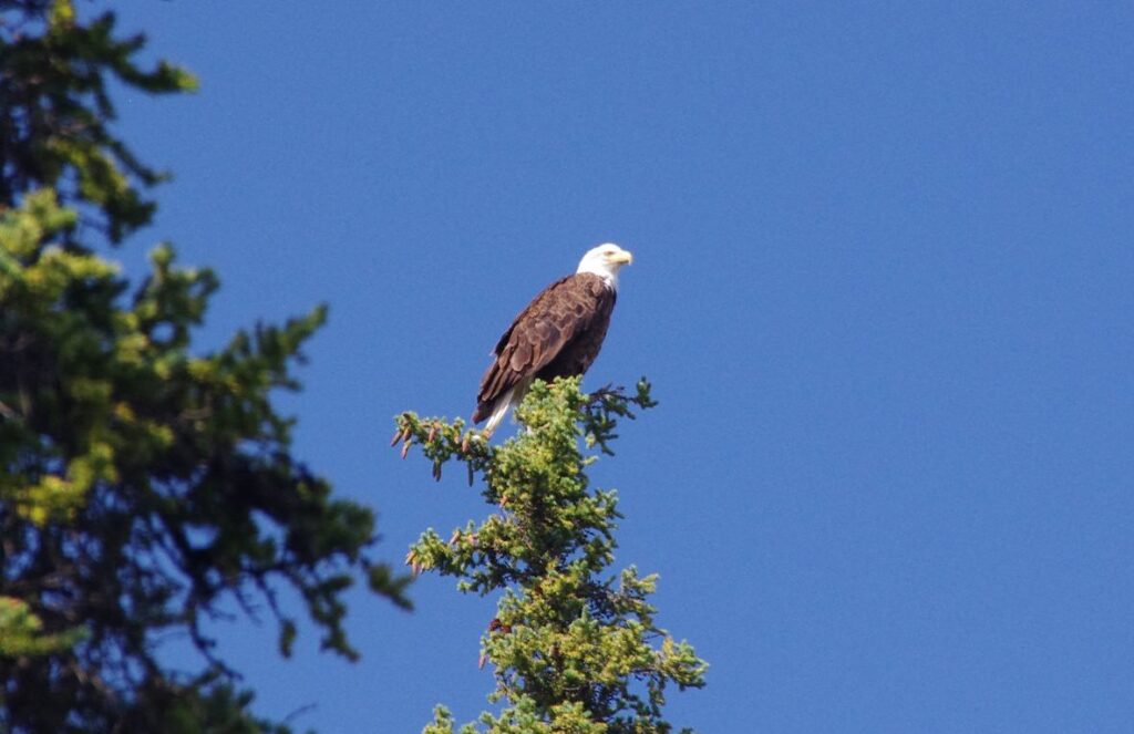 Bald eagle sitting on a tree