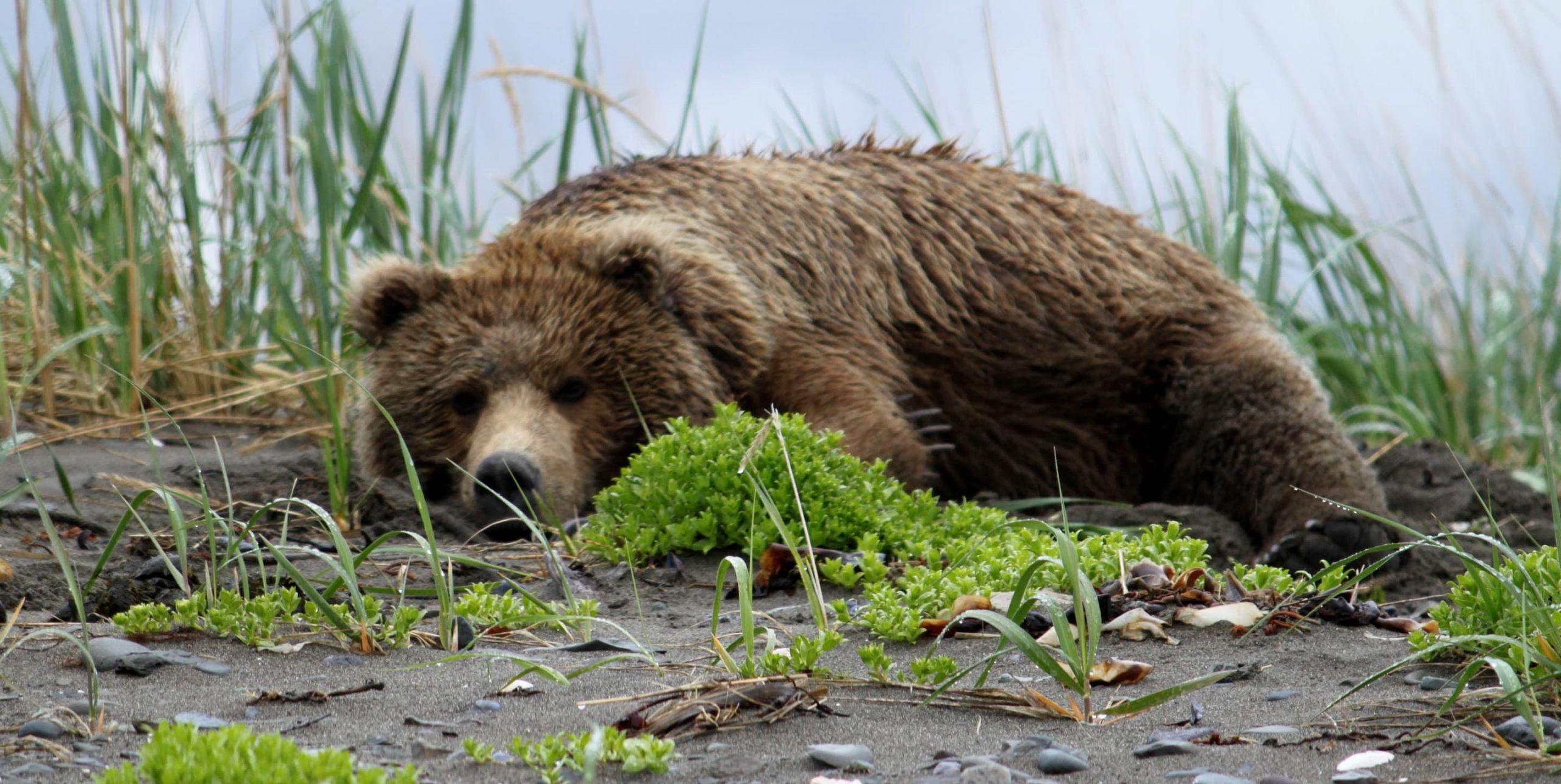 Mama Bears Use Humans To Keep Their Cubs Safe