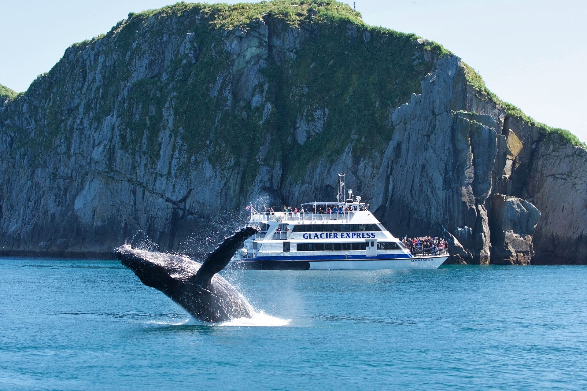 Humpback Whale Breaching in front of the Glacier Express catamaran