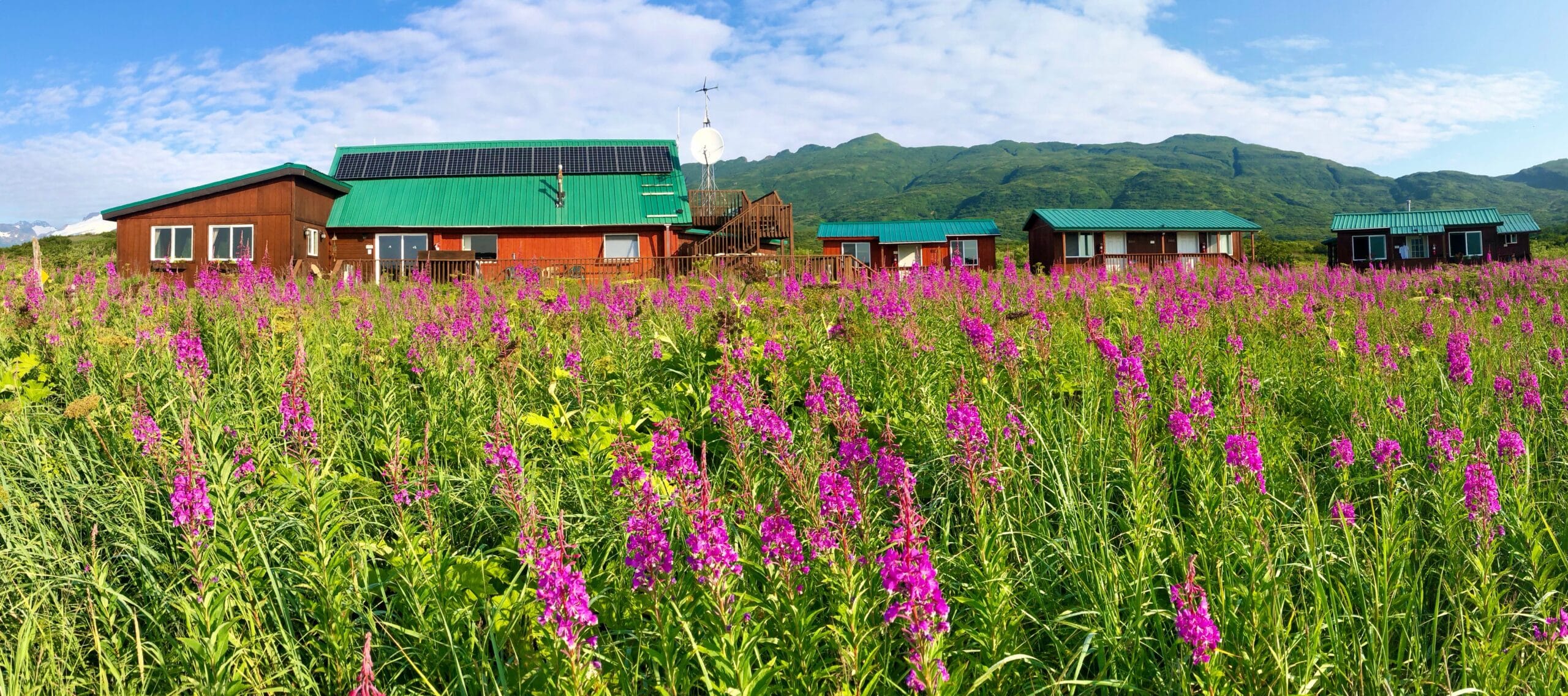 fireweed in the front lodge in the back and blue skies