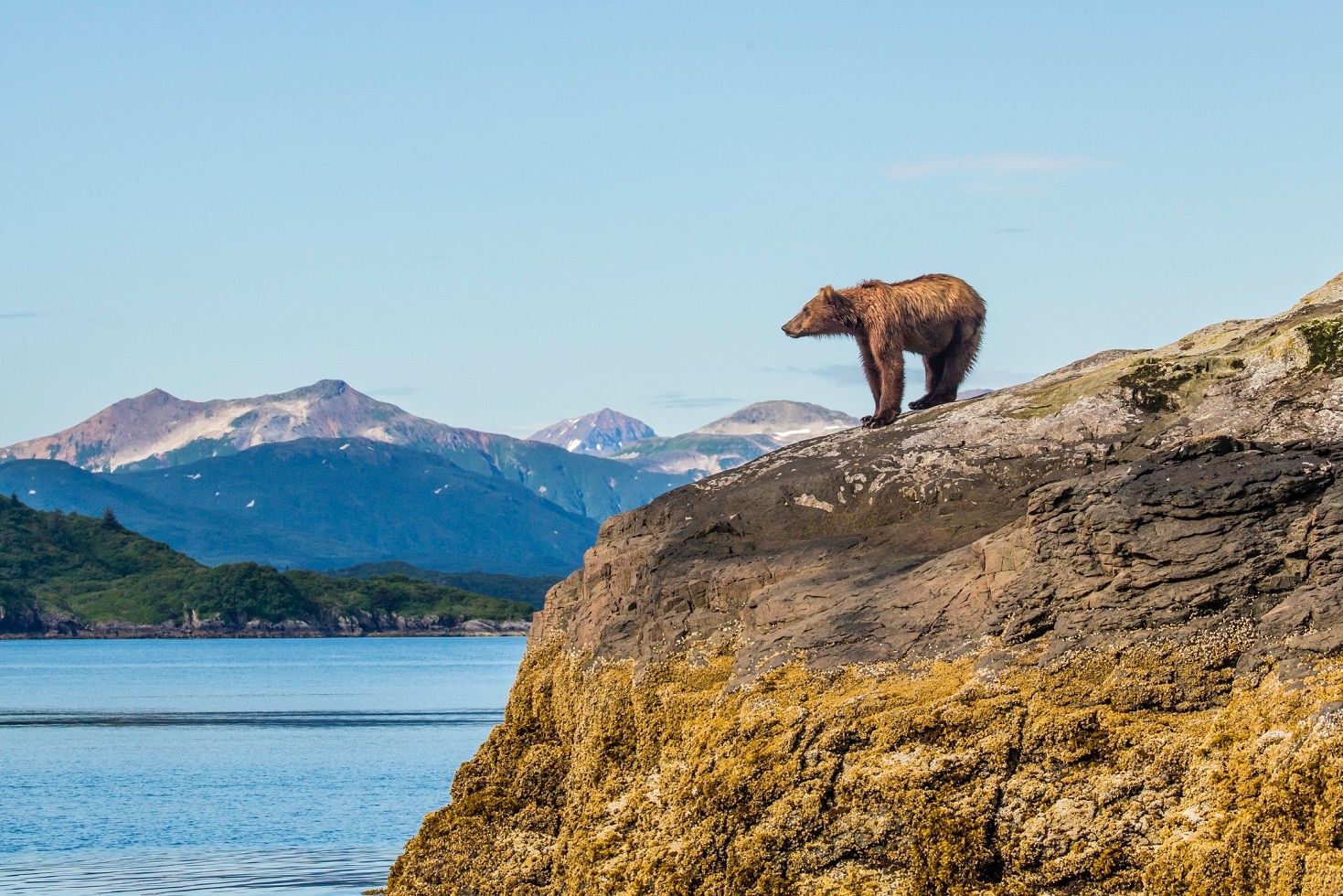 bear standing on a cliff left side is sea and mountains in the back