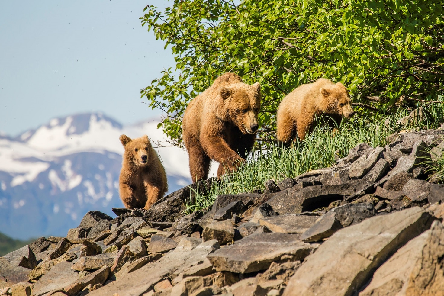 mother bear and two cubs climbing on rocks trees on the right and mountains in the back