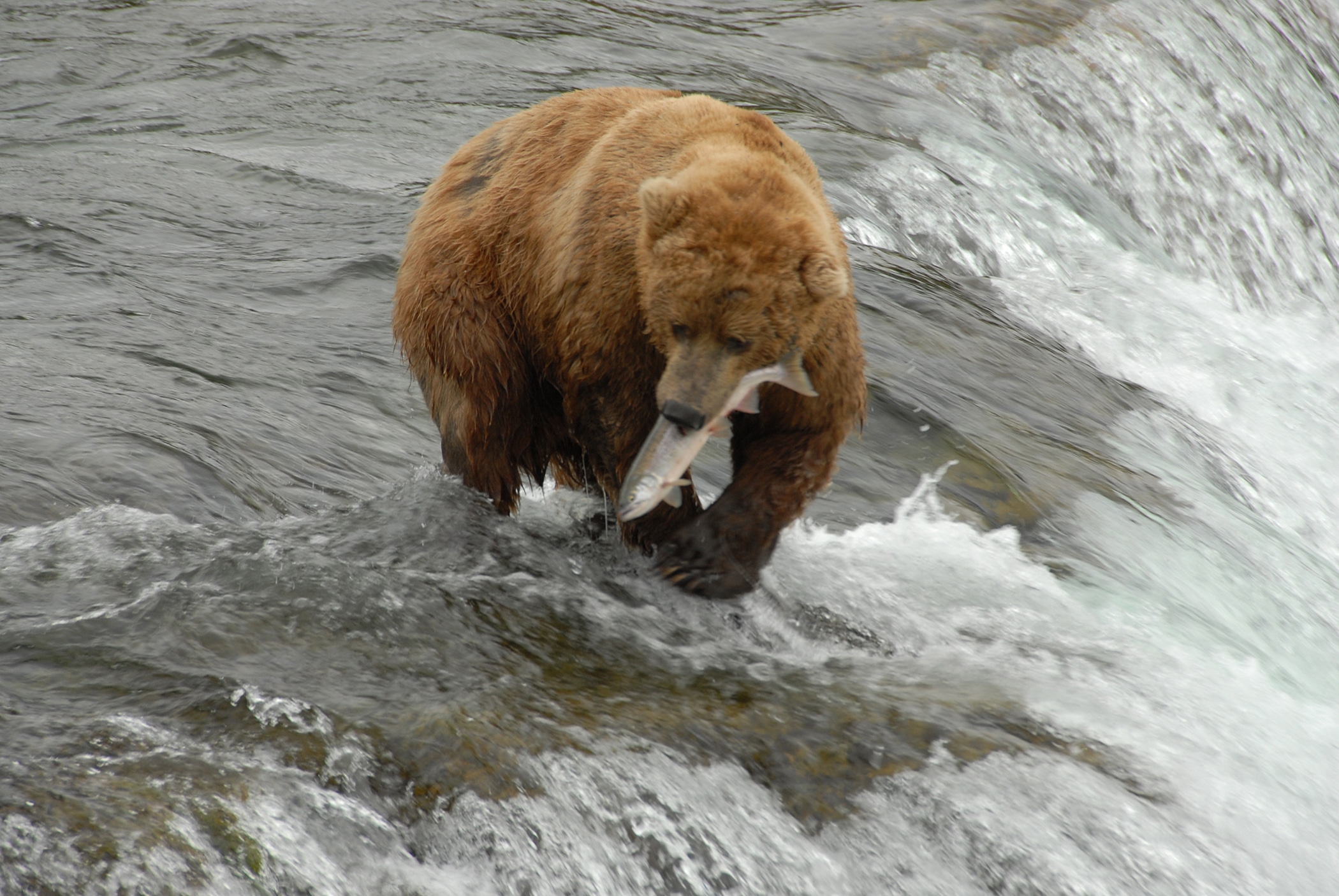 Alaska Bear Viewing Tours, The Best Tours in Alaska