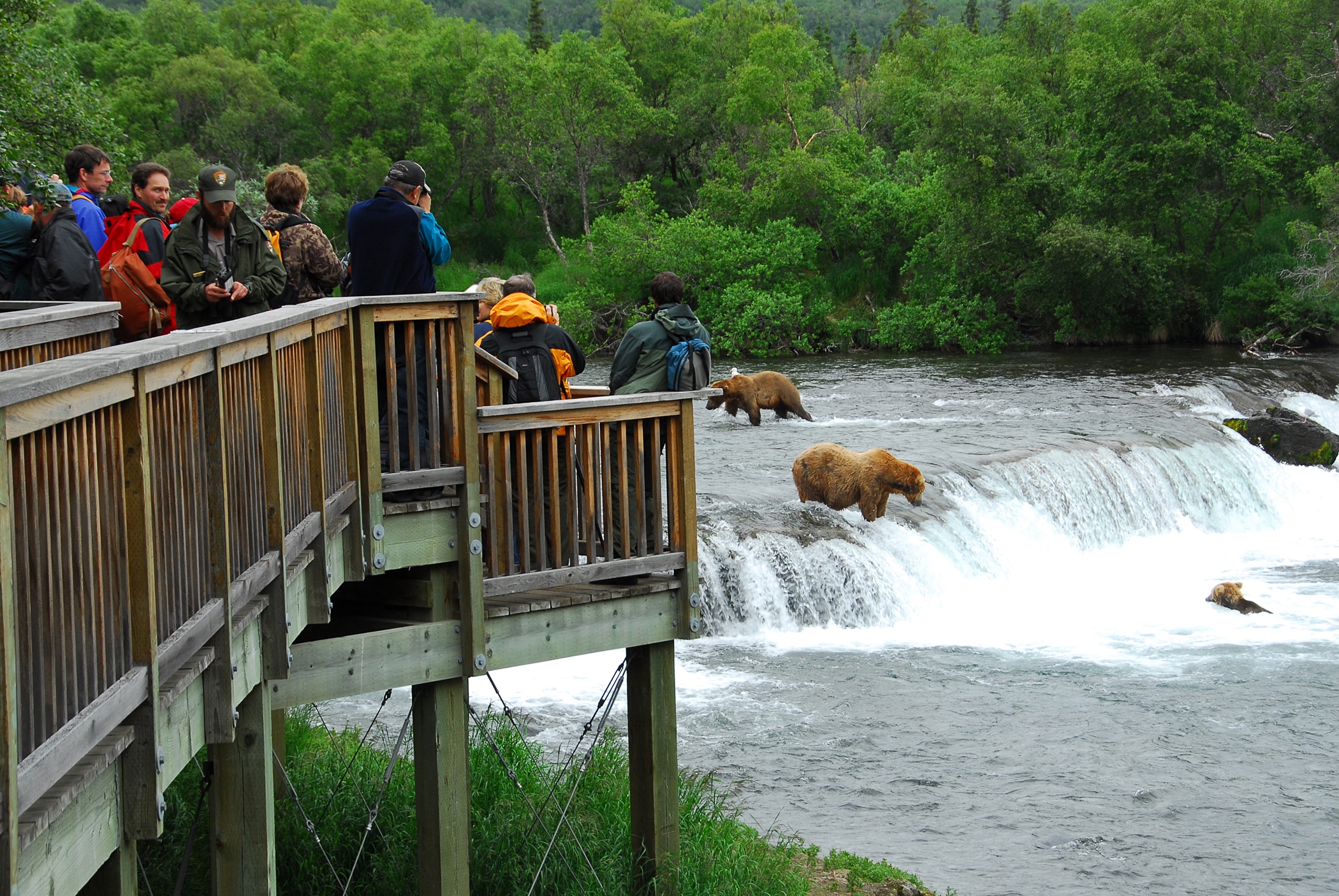 People on a platform watching bears in a waterfall fishing for salmon