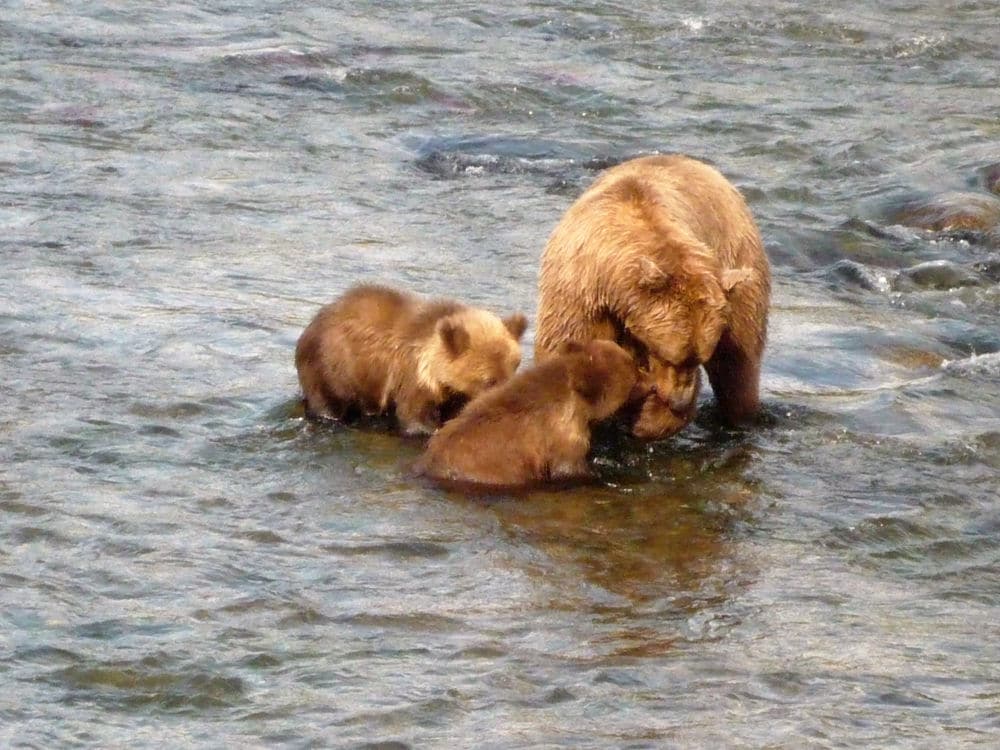 A mother bear with 2 cubs in the water