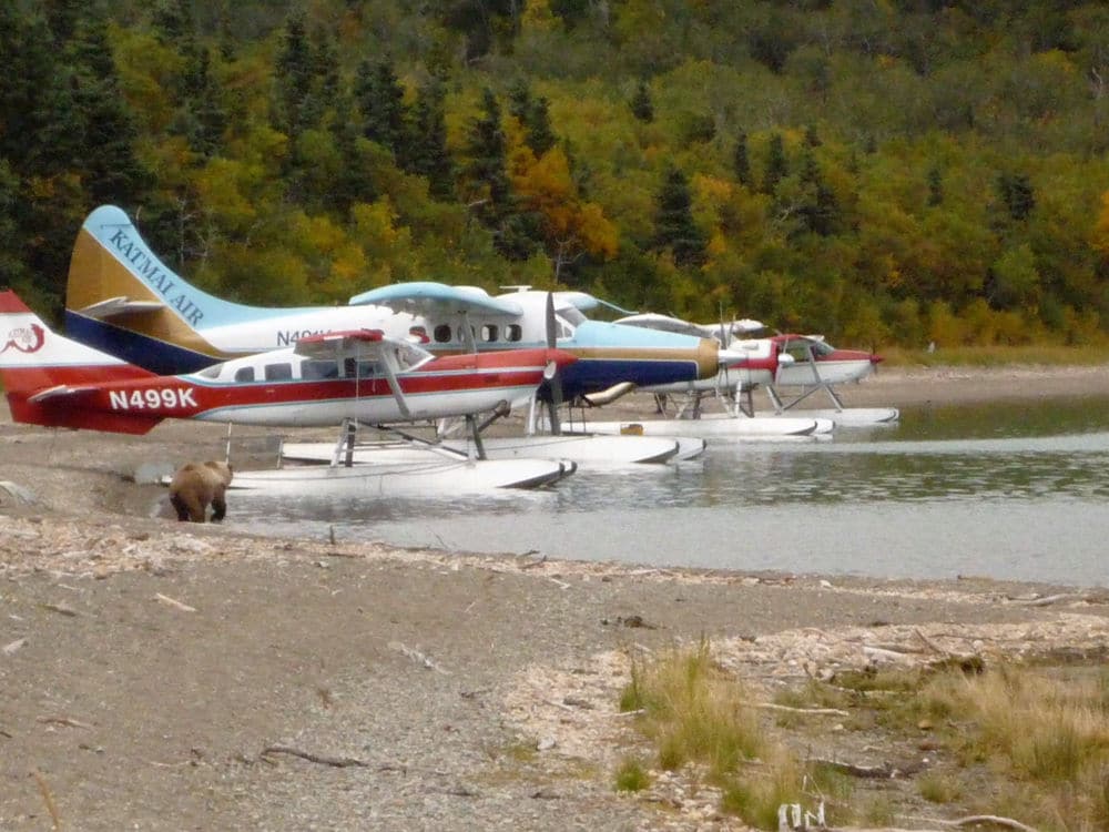 float planes in parking position at the coast and a bear walking by