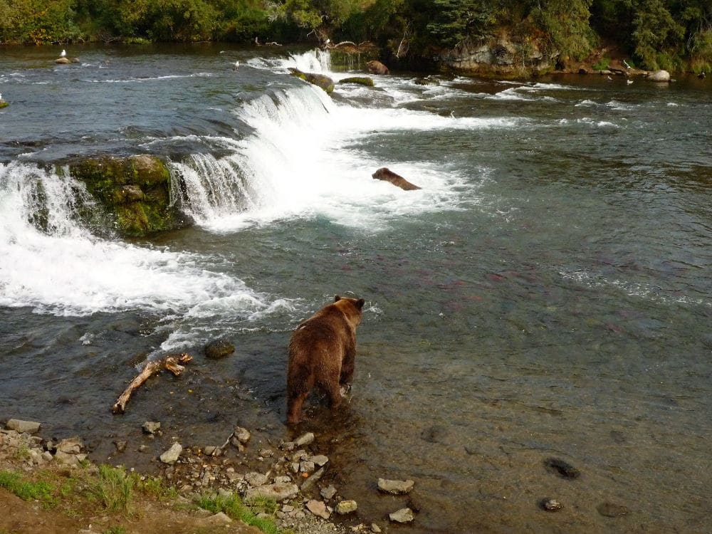 a bear walking towards a water fall