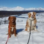 Two dogs sitting in snow in front of mountain range during daylight