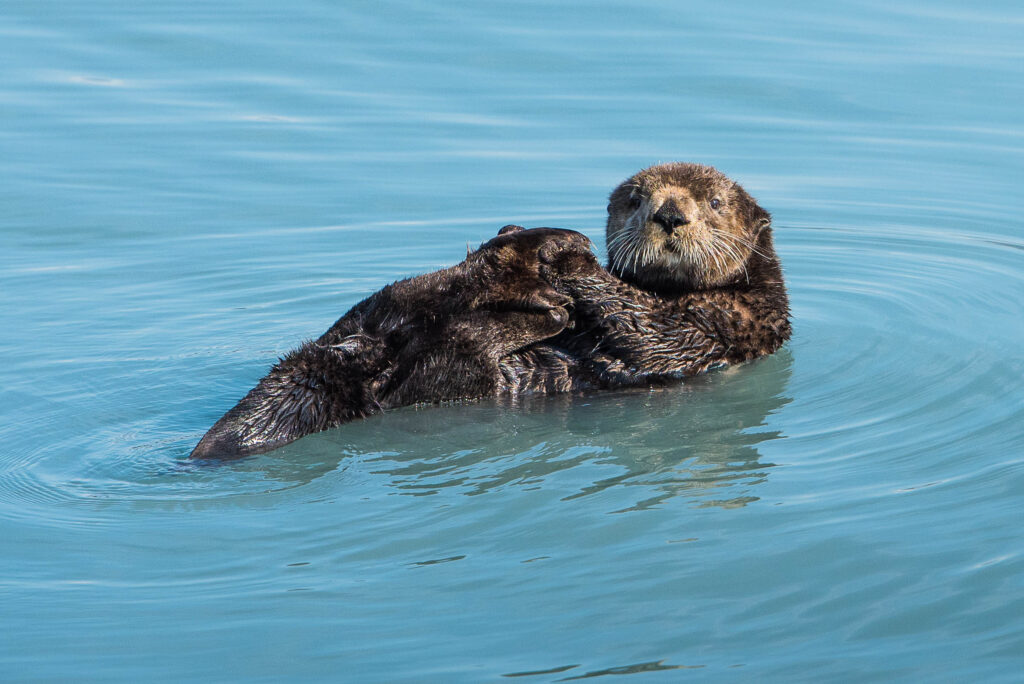 Major Marine Tours Cruises - GoNorth Alaska