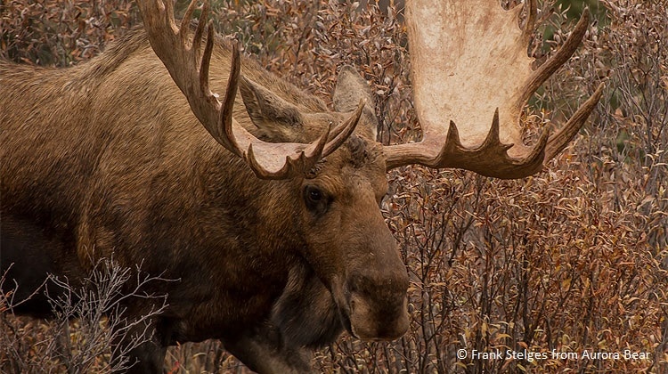Bull moose in warm fall colors