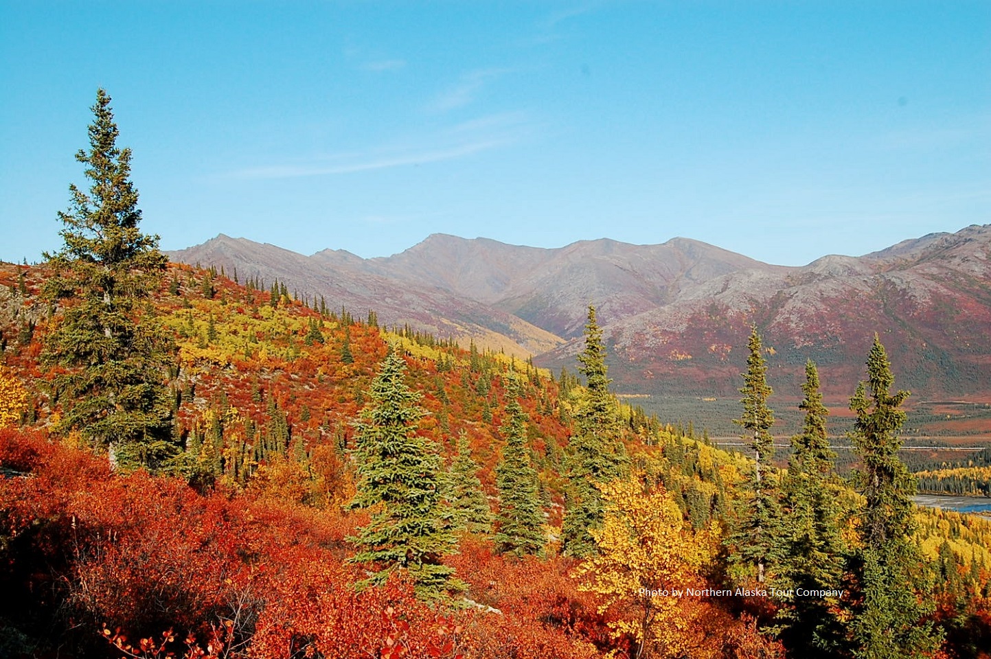 landscape with trees and mountains in fall colors red yellow and green with blue sky and mountains in the background