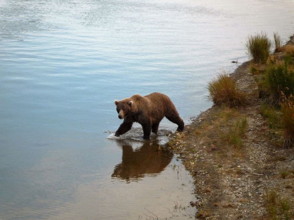 brown bear walking into a lake