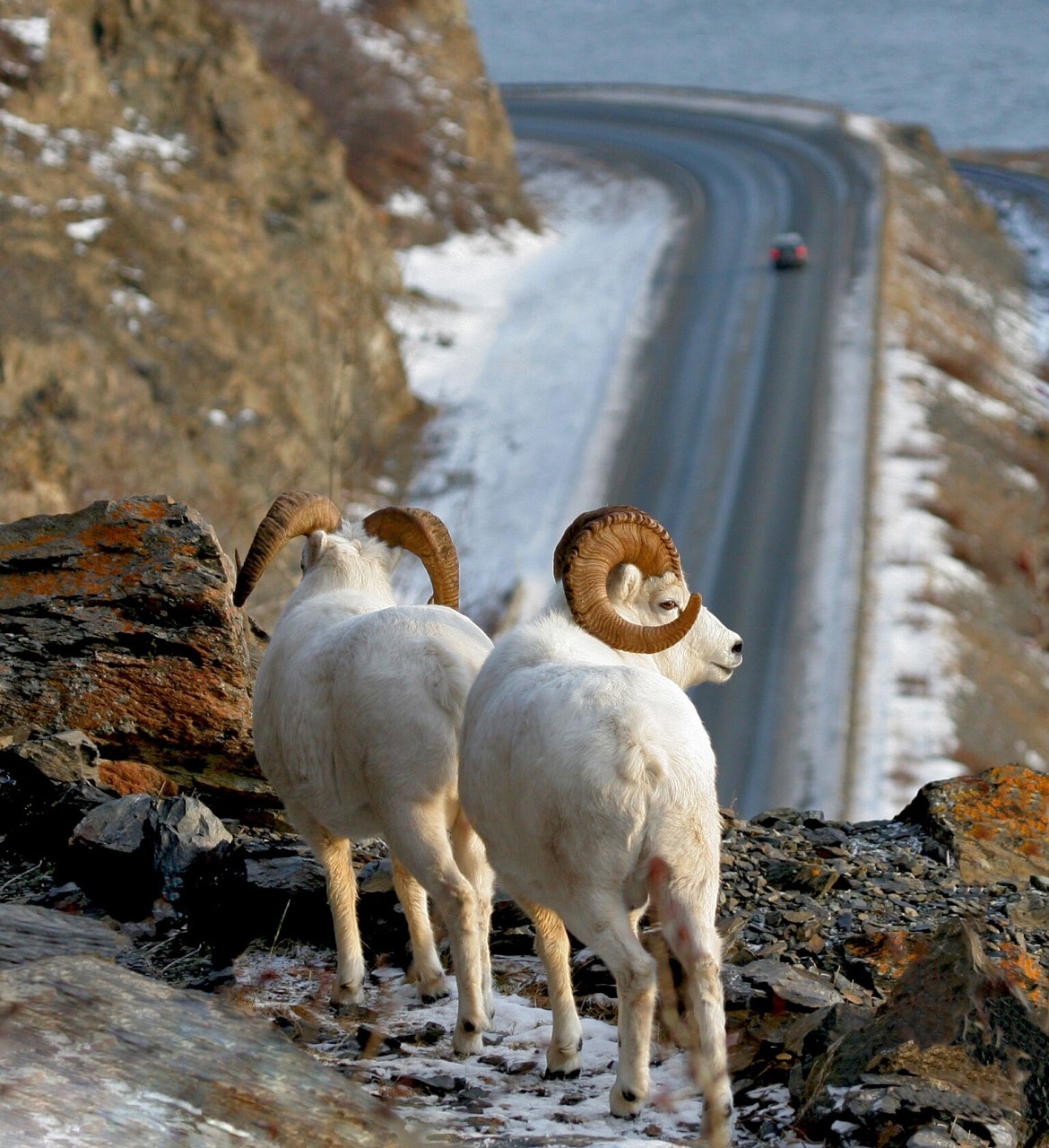 Close up view of 2 dall sheeps on a mountain across a street