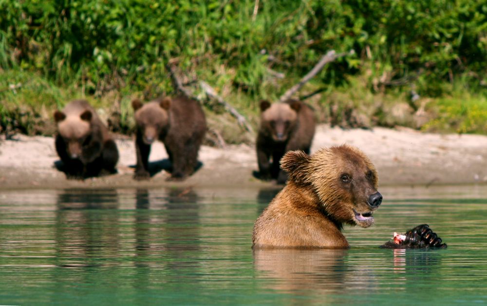 a group of cubs playing in and at the water photo credit to Redoubt Mountain Lodge