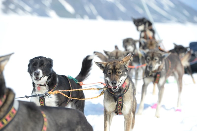 Alaska Helicopter Tours, dog sled tour, Alaskan huskies