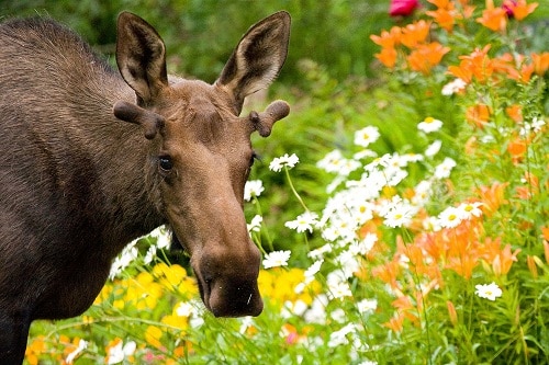 Moose between flowers