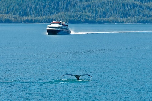 Whale in front of a boat
