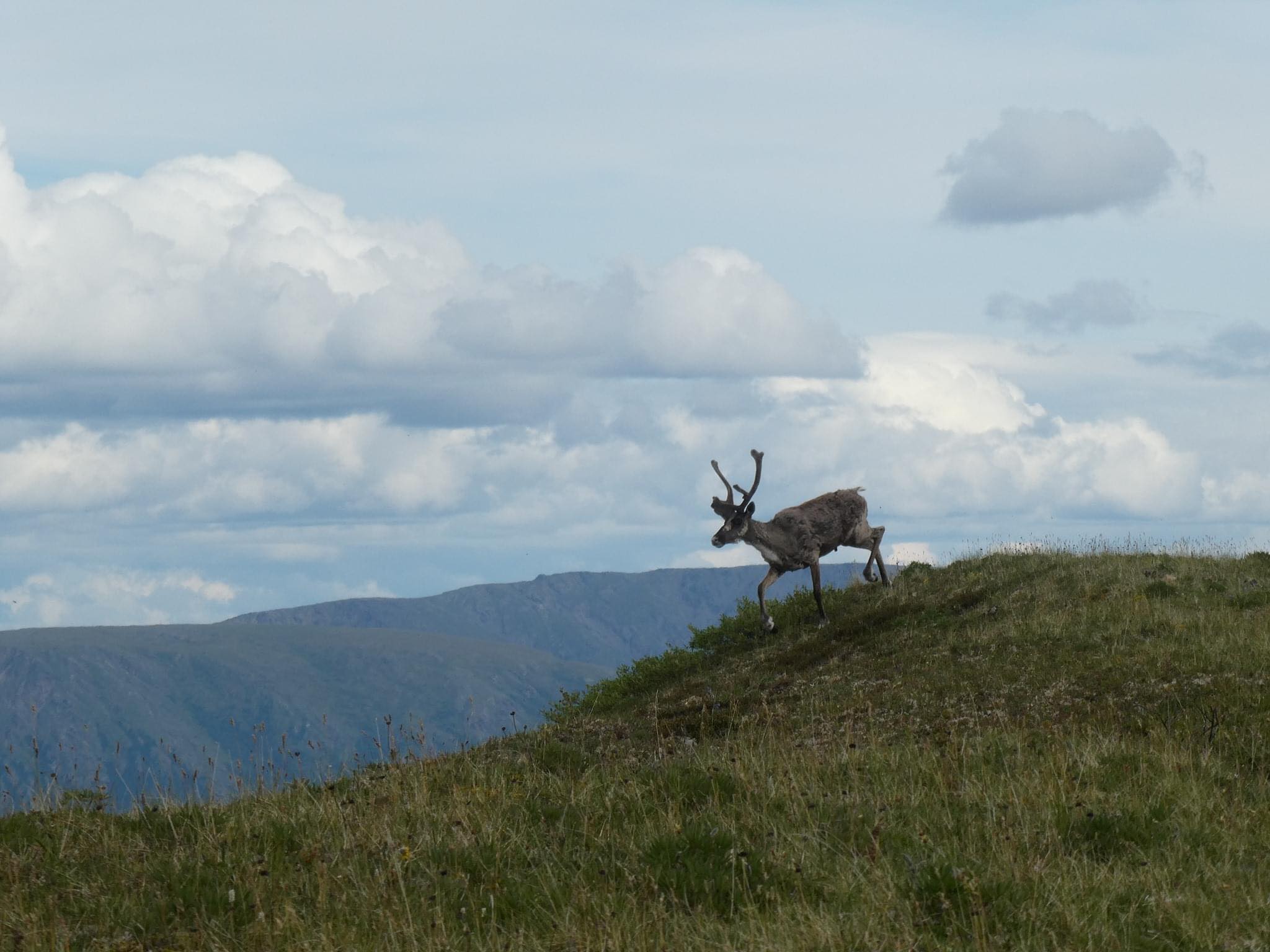 Caribou on a hill in Denali NP