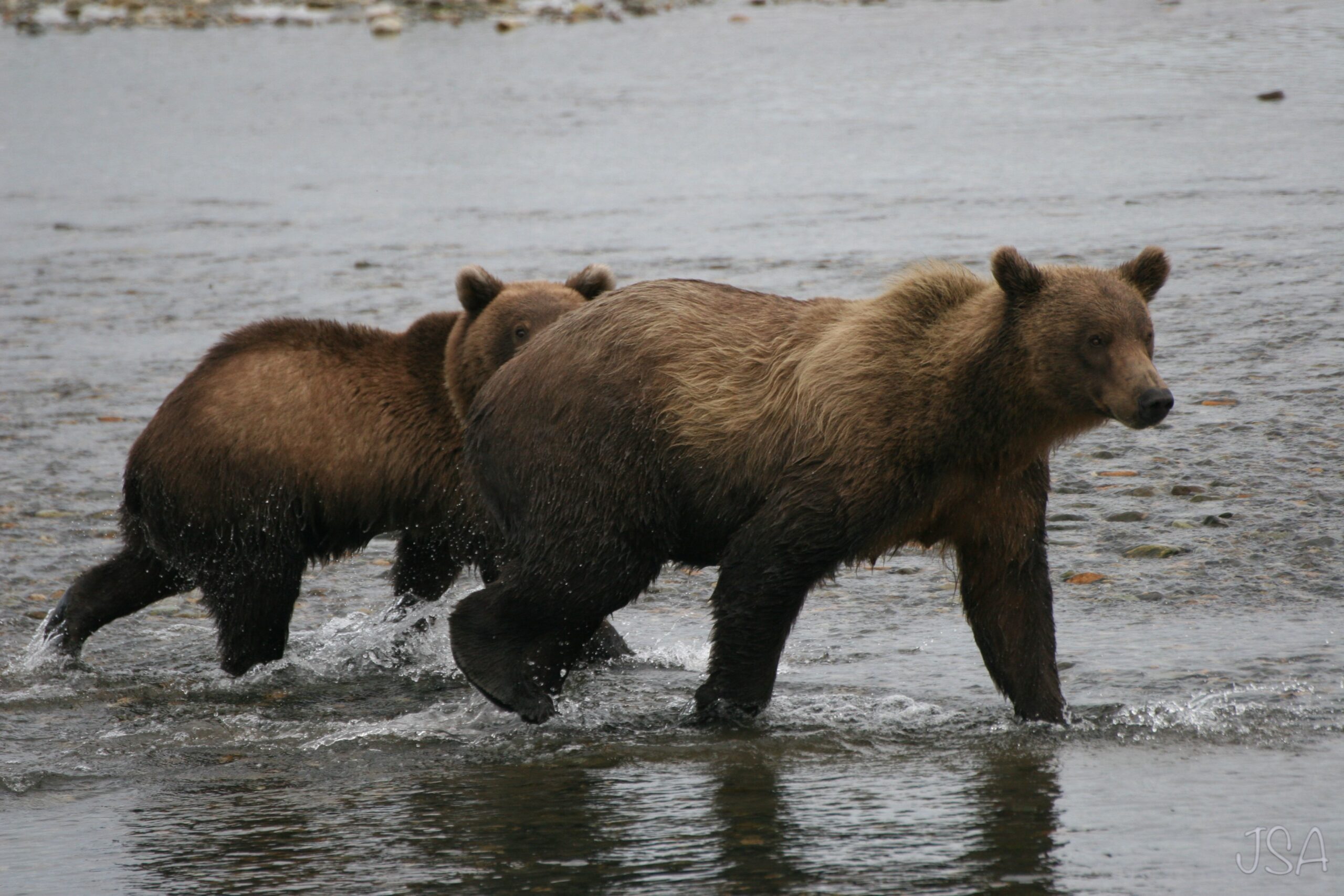 Grizzlies at Halo Bay