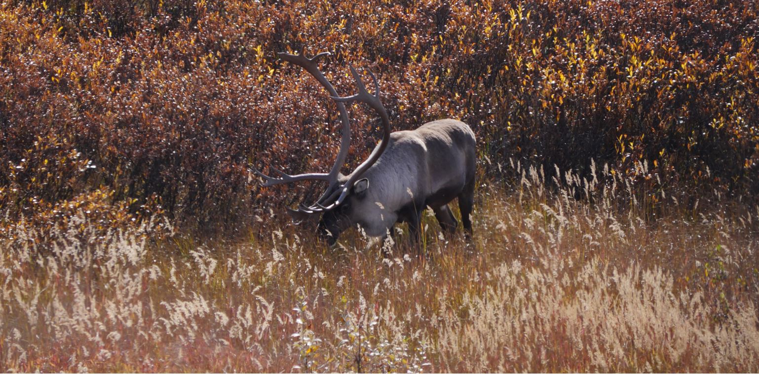 Caribou eating grass, Alaska