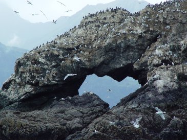 birds flying in front of a rock arch
