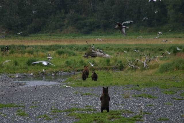 Kodiak treks sow chasing out young bear