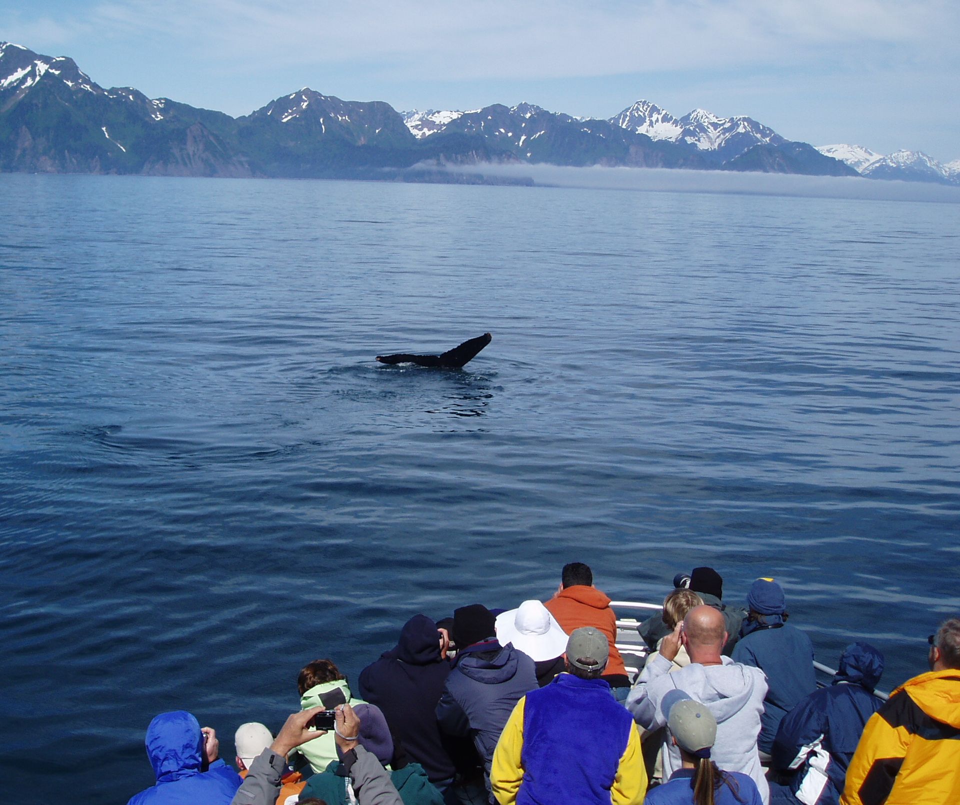 Whale watching cruise, Alaska