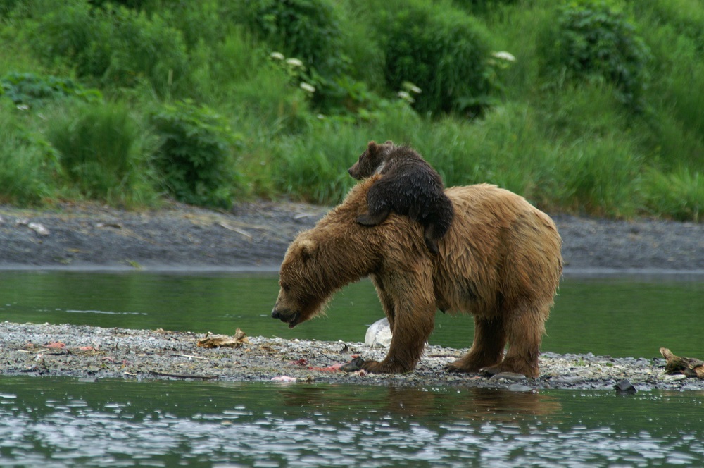 Saw with cub on her back, photo courtesy of KBBC