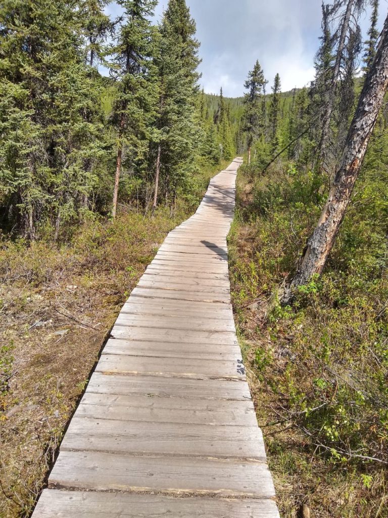 A wooden hiking trail surrounded by trees during daylight