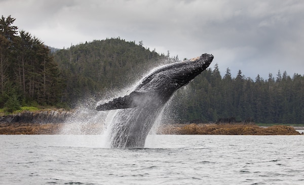 Humpback whale breach Frederick Sound