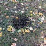 Moose poop lying on the ground during daylight