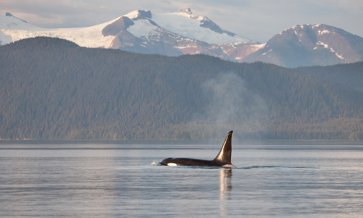 Uncruise Orca and Mountains - Frederick Sound