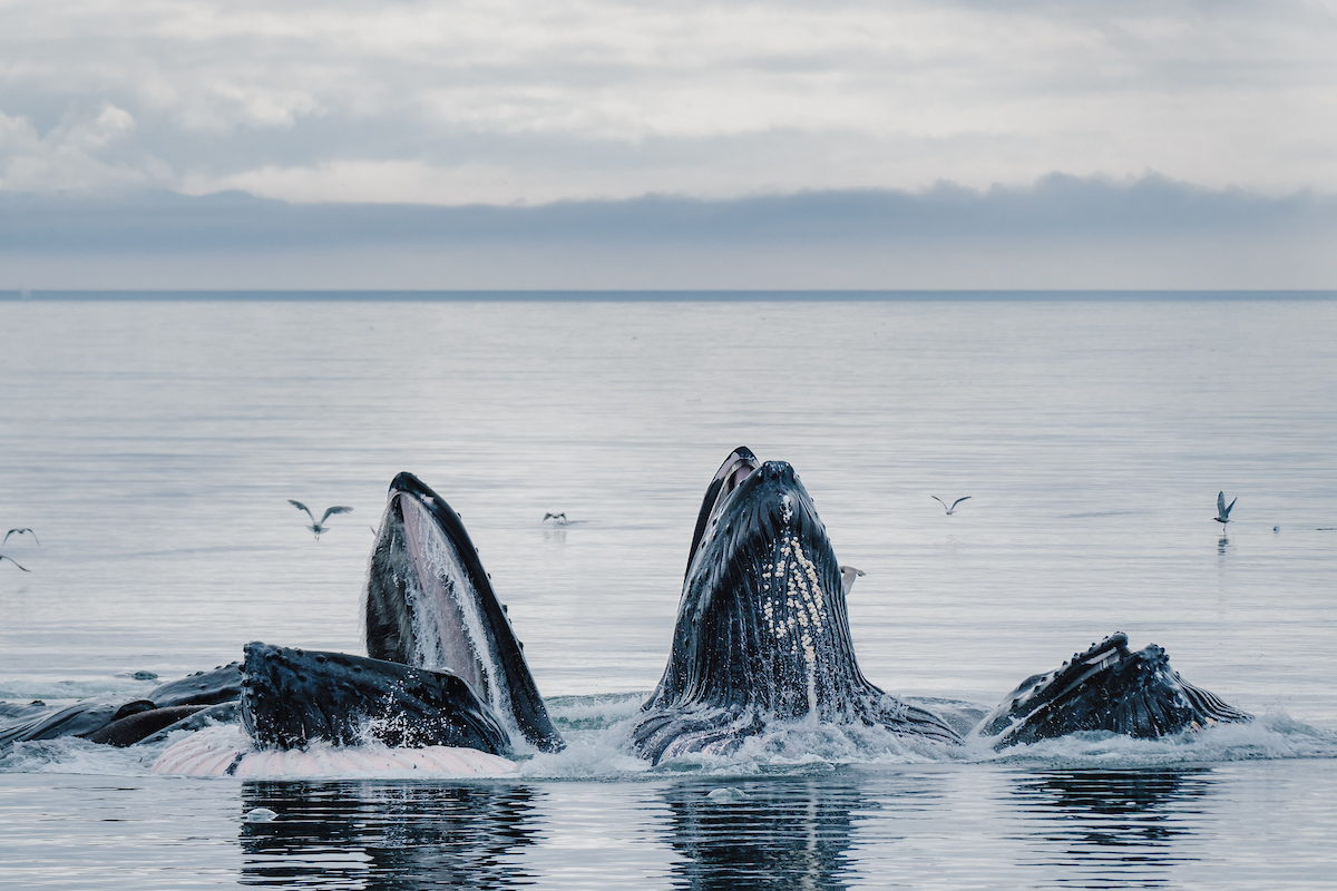 uncruise Whales bubble net feeding