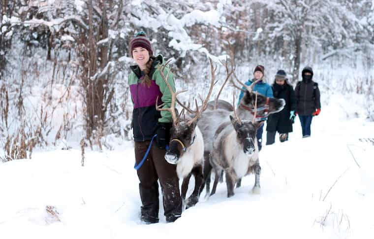 Running reindeer ranch