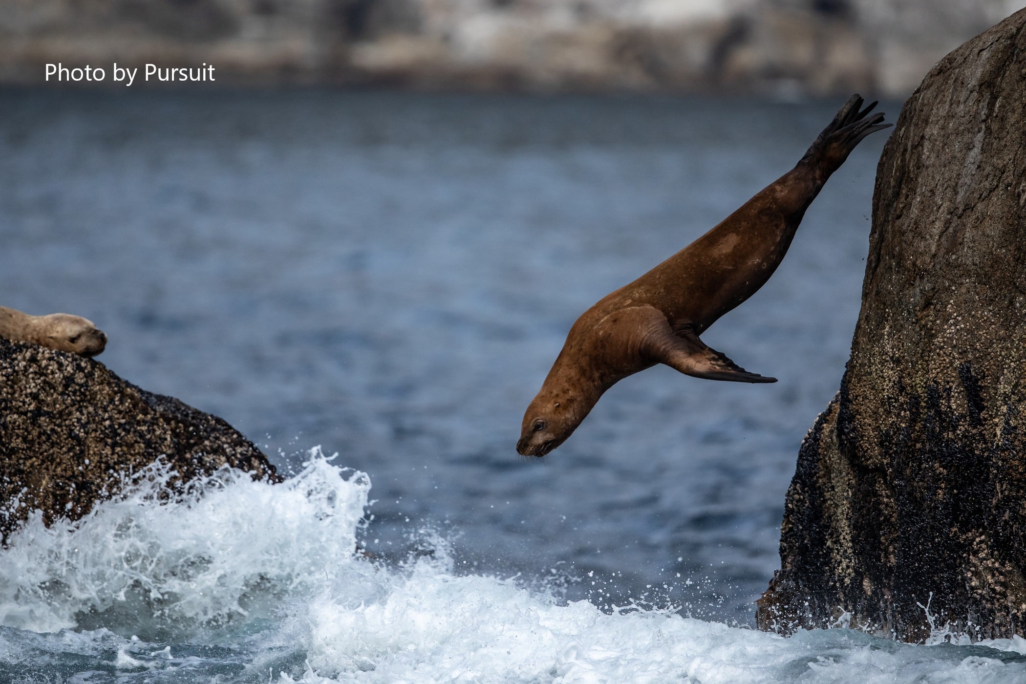 Kenai Fjords Tour Cruises - Sea lion