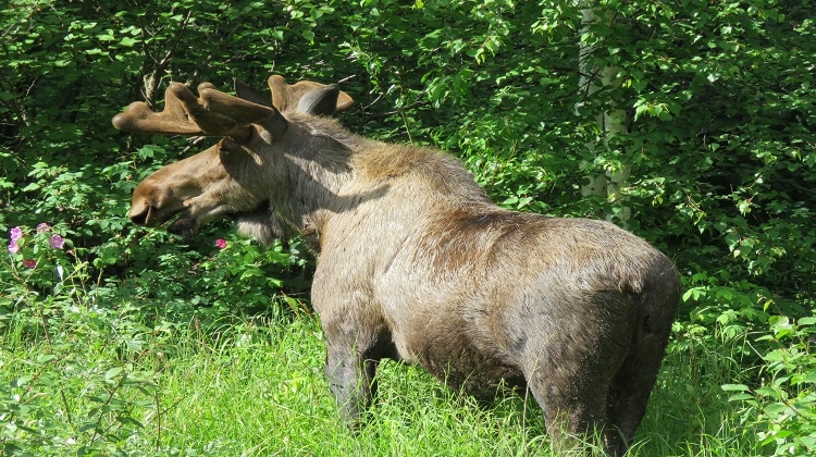 Chena Hot Spring Moose