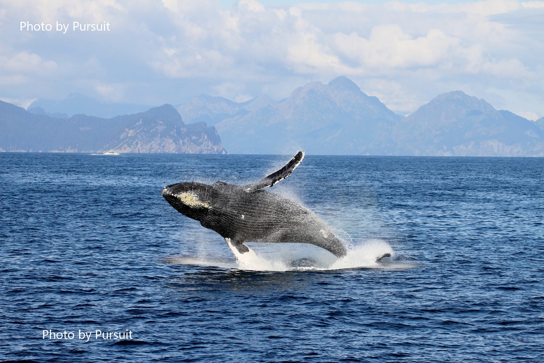 Kenai Fjords Tour Cruises - whale
