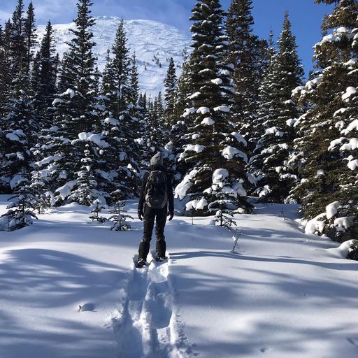 a hiker on snow shoes walking into the forest