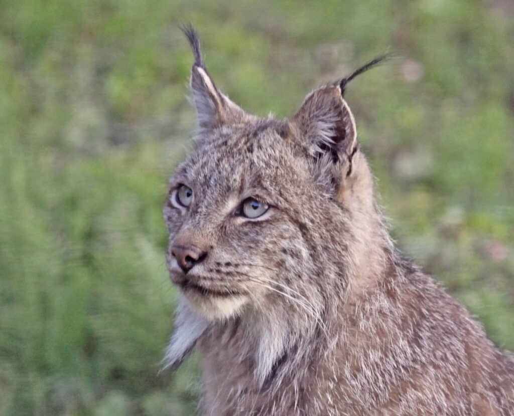 Tincup Wilderness Lodge Lynx face