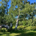 tree in Kincaid Park