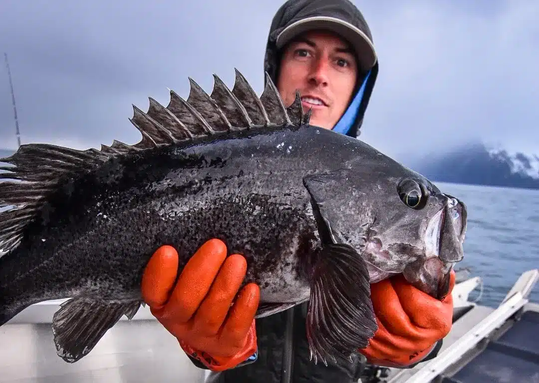 Miller's Landing Fishing trip rockfish catch